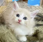 ノルウェージャンフォレストキャット【香川県・男の子・2021年8月13日・クリームタビー&ホワイト】の写真1