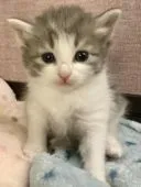 ノルウェージャンフォレストキャット【香川県・女の子・2021年3月21日・ブルーパッチドタビー&ホワイト】の写真2