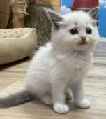 ラグドール【香川県・女の子・2021年3月20日・ブルーポイントバイカラー】の写真4