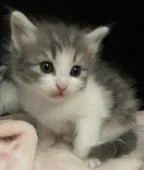 ノルウェージャンフォレストキャット【香川県・女の子・2021年3月21日・ブルーパッチドタビー&ホワイト】の写真4