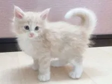 ノルウェージャンフォレストキャット【香川県・男の子・2021年8月13日・クリームタビー&ホワイト】の写真5