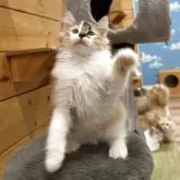 ノルウェージャンフォレストキャット【香川県・女の子・2025年8月18日・ブラウンパッチドタビー&ホワイト】の写真5