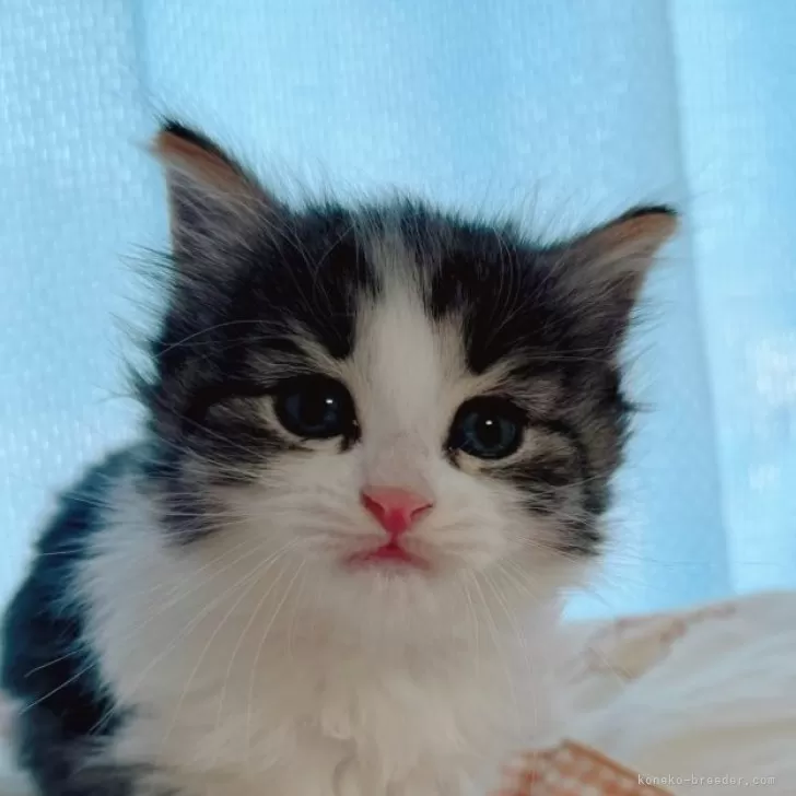 ID：2503-00394の子猫