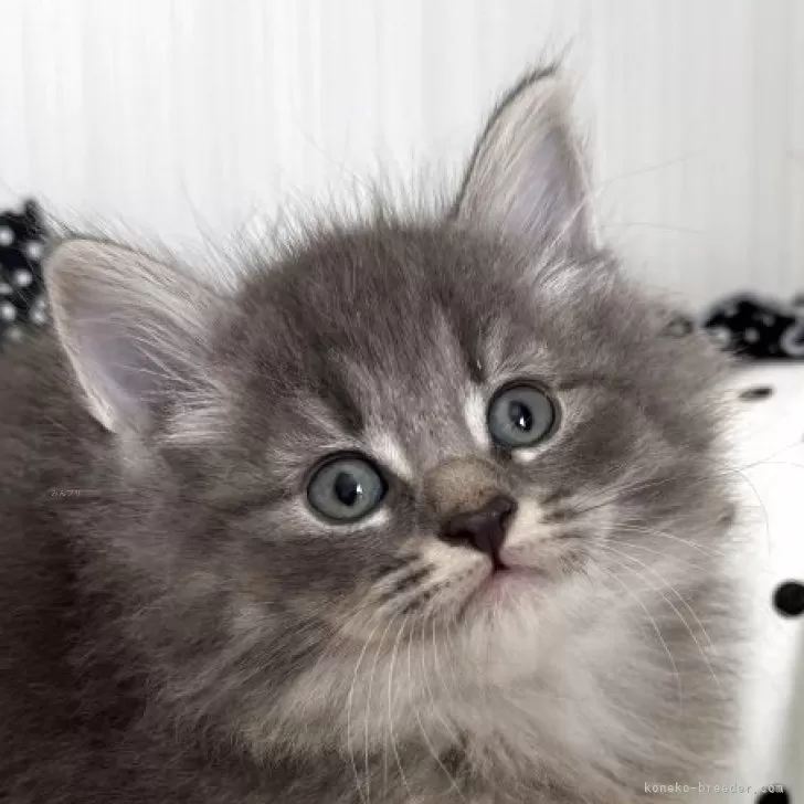 ノルウェージャンフォレストキャット【香川県・男の子・2025年9月27日・ブルータビー】の写真1