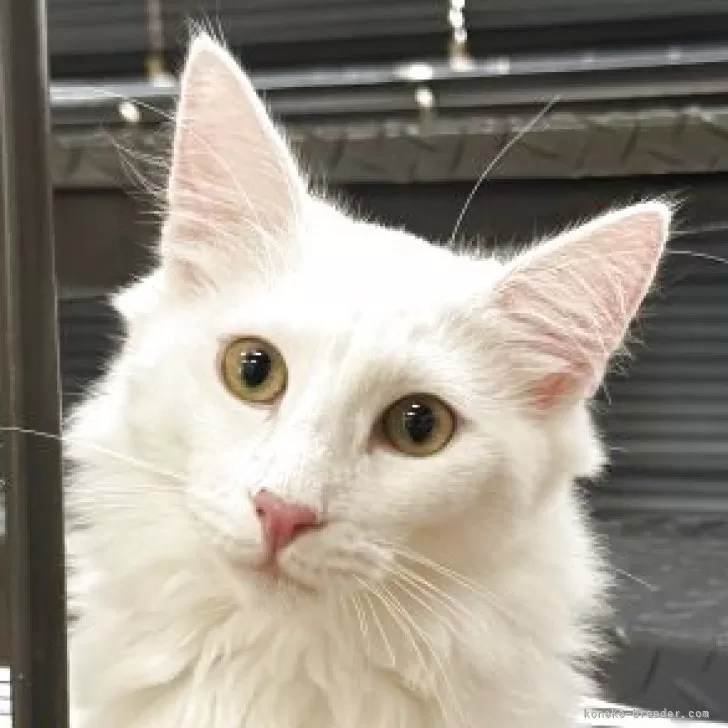 ノルウェージャンフォレストキャット【香川県・男の子・2025年3月9日・ホワイト】の写真1