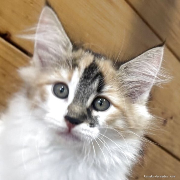 ブリーダー画像