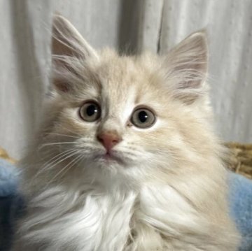 ノルウェージャンフォレストキャット【香川県・女の子・2025年10月16日・クリームタビー&ホワイト】の写真「フワフワコロコロのプリンセス🍀」