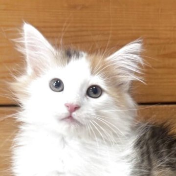 ノルウェージャンフォレストキャット【香川県・女の子・2025年8月24日・ブラウンパッチドタビー&ホワイト】の写真「華やかで人懐っこい三毛姫♬」