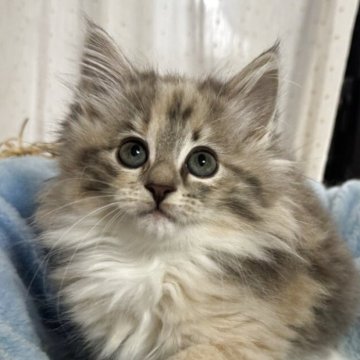 ノルウェージャンフォレストキャット【香川県・女の子・2025年10月16日・クリームパッチドタビー&ホワイト】の写真「ふわふわコロコロの小柄なプリンセス🍀」