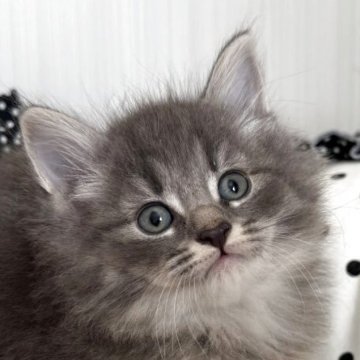 ノルウェージャンフォレストキャット【香川県・男の子・2025年9月27日・ブルータビー】の写真「ふわふわのブルー王子🍀」