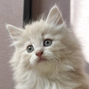 ノルウェージャンフォレストキャット【香川県・女の子・2025年10月16日・クリームタビー&ホワイト】の写真「フワフワコロコロのプリンセス🍀」