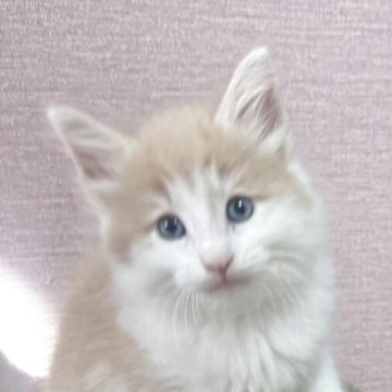 ノルウェージャンフォレストキャット