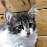 ノルウェージャンフォレストキャット