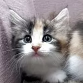ノルウェージャンフォレストキャット