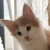 ノルウェージャンフォレストキャット