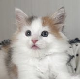 ノルウェージャンフォレストキャット