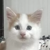 ノルウェージャンフォレストキャット