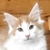 ノルウェージャンフォレストキャット