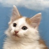 ノルウェージャンフォレストキャット