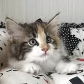 ノルウェージャンフォレストキャット