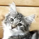 ノルウェージャンフォレストキャット
