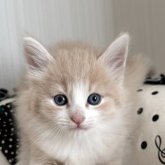 ノルウェージャンフォレストキャット