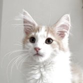 ノルウェージャンフォレストキャット