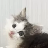ノルウェージャンフォレストキャット