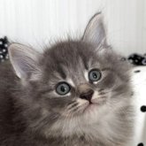 ノルウェージャンフォレストキャット