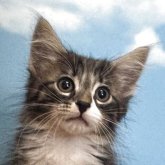 ノルウェージャンフォレストキャット