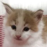 ノルウェージャンフォレストキャット