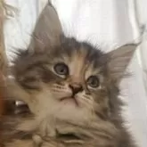 ノルウェージャンフォレストキャット