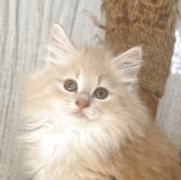 ノルウェージャンフォレストキャット