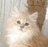 ノルウェージャンフォレストキャット