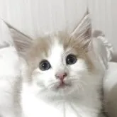 ノルウェージャンフォレストキャット