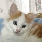 ノルウェージャンフォレストキャット