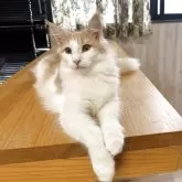 ノルウェージャンフォレストキャット【香川県・女の子・2025年3月14日・クリームタビー&ホワイト】の写真3