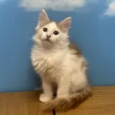 ノルウェージャンフォレストキャット【香川県・男の子・2025年8月24日・レッドマッカレルタビー&ホワイト】の写真3