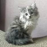 ノルウェージャンフォレストキャット【香川県・女の子・2025年10月16日・クリームパッチドタビー&ホワイト】の写真4