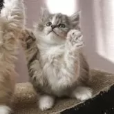 ノルウェージャンフォレストキャット【香川県・女の子・2025年10月16日・クリームパッチドタビー&ホワイト】の写真5