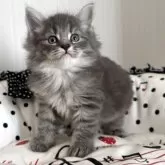 ノルウェージャンフォレストキャット【香川県・男の子・2025年9月27日・ブルータビー】の写真5