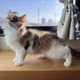 ノルウェージャンフォレストキャット【香川県・女の子・2025年8月18日・ブラウンパッチドタビー&ホワイト】の写真6