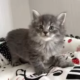 ノルウェージャンフォレストキャット【香川県・男の子・2025年9月27日・ブルータビー】の写真7