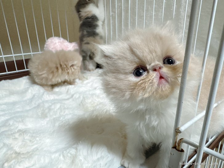 のブログ：エキゾのイデアベビーちゃん成長記録🍀
