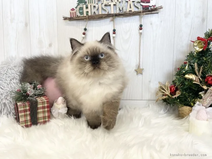 ID:2109-00357の子猫