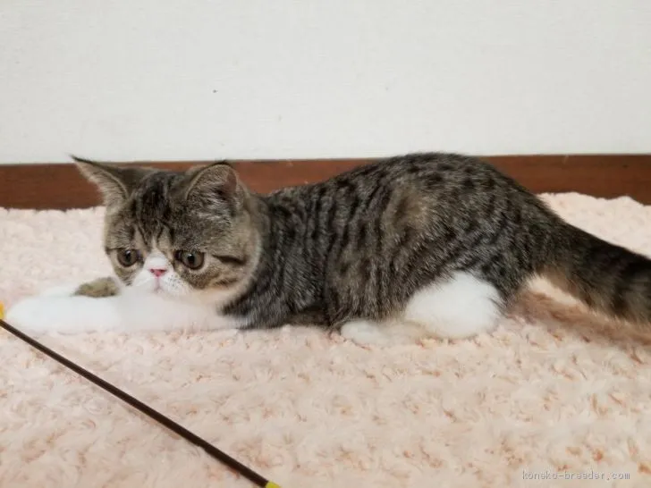 ID：2001-01055の子猫