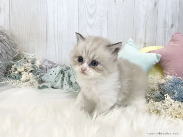 ID:2111-00767の子猫