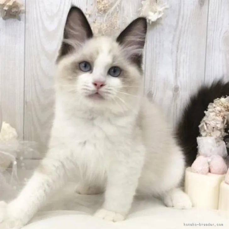 ID:2208-01290の子猫