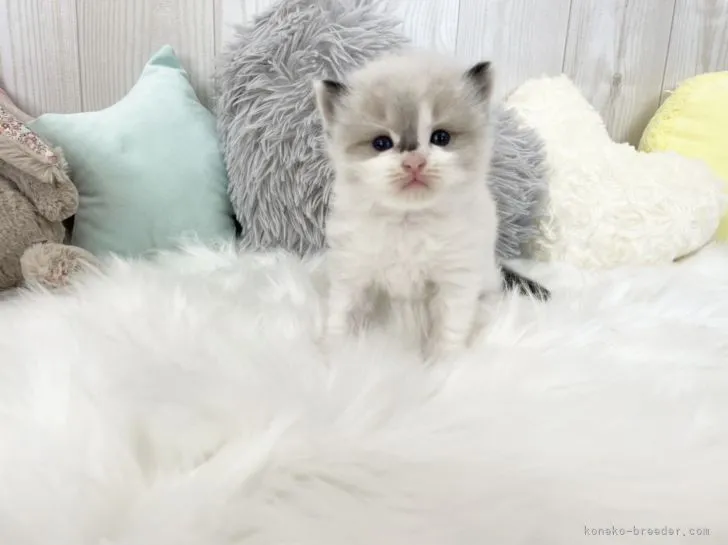 ID：2202-00596の子猫