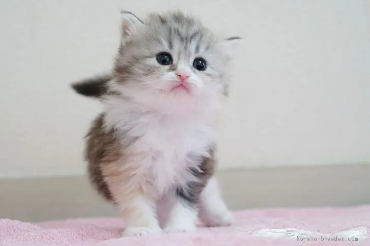 ID：2002-00856の子猫